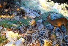 Parqet kombëtare, habitate të qeta dhe atraksione ekoturistike