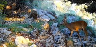 Parqet kombëtare, habitate të qeta dhe atraksione ekoturistike