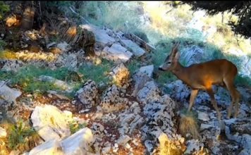 Parqet kombëtare, habitate të qeta dhe atraksione ekoturistike