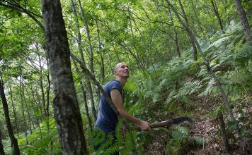 Zhvillimi i qëndrueshëm i pyjeve, BB: 229 komunitete rurale menaxhojnë mbi 12 mijë ha pyje