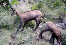 Dhia e egër shfaqet në tufa në Malin e Tomorit