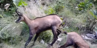 Dhia e egër shfaqet në tufa në Malin e Tomorit