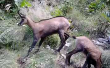 Dhia e egër shfaqet në tufa në Malin e Tomorit