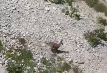 Parku i Tomorit, rritje e konsiderueshme e individëve të dhisë së egër