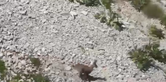 Parku i Tomorit, rritje e konsiderueshme e individëve të dhisë së egër