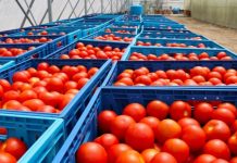 Eksportet bujqësore rritje me 20 % në korrik