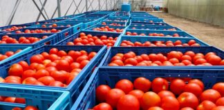 Eksportet bujqësore rritje me 20 % në korrik