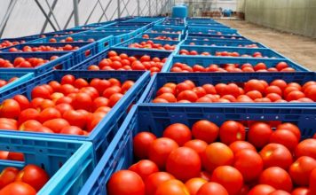 Eksportet bujqësore rritje me 20 % në korrik