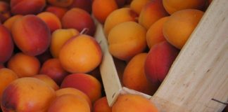 7 Ushqimet që Kanë më Shumë Kalium se Bananet