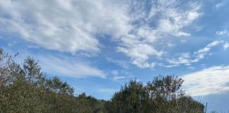 Vlora rajon i rëndësishëm në eksportin e vajit të ullirit