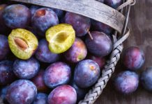 Kumbulla e zezë e Veriut, ndër frutat më të kërkuara nga tregu europian