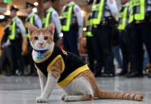 Një mace si… rojë sigurie?