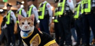 Një mace si… rojë sigurie?