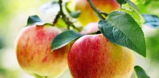 Mollët më të Mira – Si të Zgjidhni Cilësinë e Duhur mes Llojeve të Mollëve në Treg