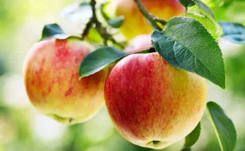 Mollët më të Mira – Si të Zgjidhni Cilësinë e Duhur mes Llojeve të Mollëve në Treg