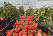 Frakull, shtohet sipërfaqja e mbjellë me kultura bujqësore, kryeson domatja