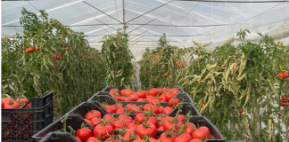 Frakull, shtohet sipërfaqja e mbjellë me kultura bujqësore, kryeson domatja