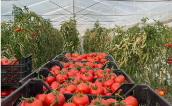 Frakull, shtohet sipërfaqja e mbjellë me kultura bujqësore, kryeson domatja