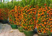 Si të Mbillni Mandarina në Shtëpinë Tuaj