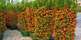 Si të Mbillni Mandarina në Shtëpinë Tuaj