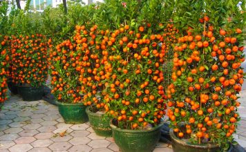 Si të Mbillni Mandarina në Shtëpinë Tuaj