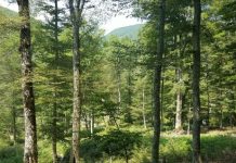 INSTAT: Sipërfaqja e zonave të mbrojtura u rrit me 16%