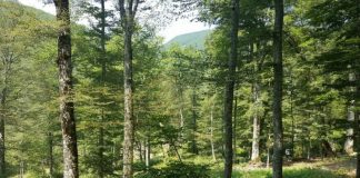 INSTAT: Sipërfaqja e zonave të mbrojtura u rrit me 16%