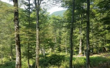 INSTAT: Sipërfaqja e zonave të mbrojtura u rrit me 16%