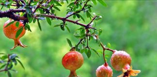 Shega e Egër e Shqipërisë, Fruti Plot Shëndet