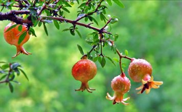 Shega e Egër e Shqipërisë, Fruti Plot Shëndet