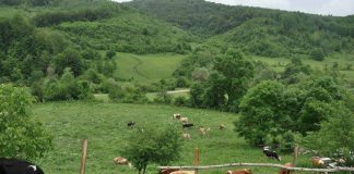 Skema Kombëtare, rreth 62% e aplikimeve për subvencione në blegtori