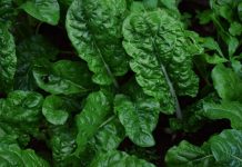 4 Vitaminat që Duhet të Merrni Patjetër në Vjeshtë