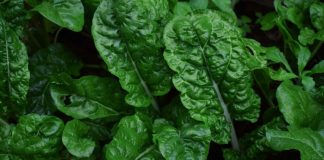 4 Vitaminat që Duhet të Merrni Patjetër në Vjeshtë