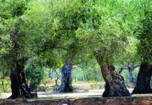 Nafta pa taksa për ullishtarinë, AZHBR: Skema Kombëtare financon 10,700 fermerë