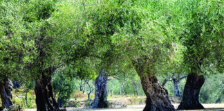 Nafta pa taksa për ullishtarinë, AZHBR: Skema Kombëtare financon 10,700 fermerë