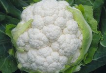 Ushqimet më të Mira që Duhet të Konsumoni Gjatë Vjeshtës