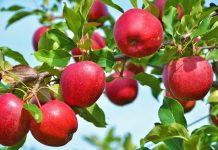 Pse një Mollë në Ditë Ngadalëson Plakjen dhe të Zgjat Jetën