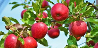 Pse një Mollë në Ditë Ngadalëson Plakjen dhe të Zgjat Jetën