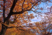 Pylli i Gështenjave të Reҫit, koha më e mirë për ta vizituar