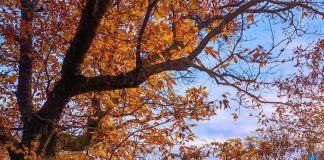 Pylli i Gështenjave të Reҫit, koha më e mirë për ta vizituar