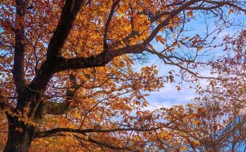 Pylli i Gështenjave të Reҫit, koha më e mirë për ta vizituar