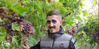 Ermiri në Libofshë, kultivon në serra rrushin për tavolinë dhe 70% të prodhimit të tij e çon për eksport