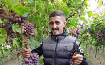 Ermiri në Libofshë, kultivon në serra rrushin për tavolinë dhe 70% të prodhimit të tij e çon për eksport