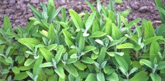 Bëjeni Vetë! Mënyra e Lehtë për të Mbjellë Sherebelën Medicinale në Shtëpi