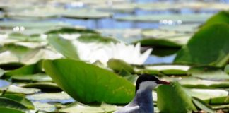 Nga qukapikët tek dallëndyshja faqebardhë, ekosistemi i pasur i Rezervatit natyror të Velipojës