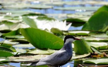 Nga qukapikët tek dallëndyshja faqebardhë, ekosistemi i pasur i Rezervatit natyror të Velipojës