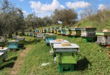 Nga 1 janari zero TVSH në import për bletët dhe insektet që zëvendësojnë pesticidet