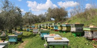 Nga 1 janari zero TVSH në import për bletët dhe insektet që zëvendësojnë pesticidet