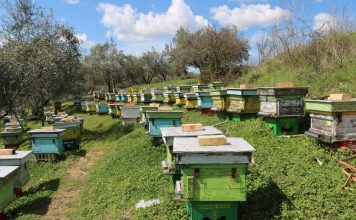 Nga 1 janari zero TVSH në import për bletët dhe insektet që zëvendësojnë pesticidet