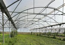 “Elite-AE” në Bërxullë prej 30 vitesh kultivon erëza në sera për eksport